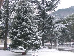 foto nevicata del 26 gennaio 2005 9